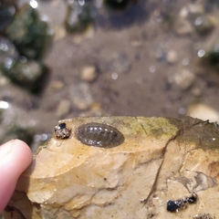 Lepidochitona cinerea