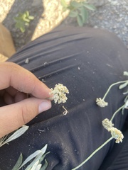 Eriogonum pauciflorum