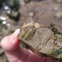 Lepidochitona cinerea