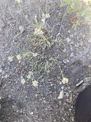 Eriogonum pauciflorum