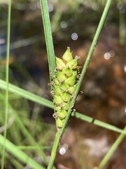 Carex striata