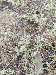 Pimpinella villosa