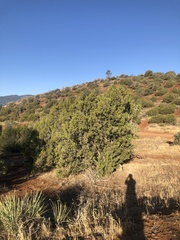 Cupressus nevadensis