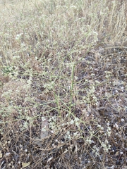 Pimpinella villosa