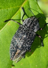 Poecilonota variolosa
