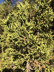Cupressus nevadensis