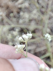 Pimpinella villosa