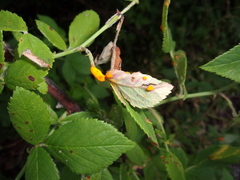 Phragmidium tuberculatum