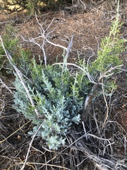 Cupressus nevadensis