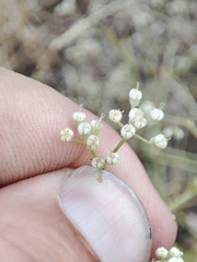 Pimpinella villosa