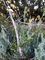 Cupressus nevadensis
