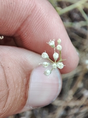 Pimpinella villosa