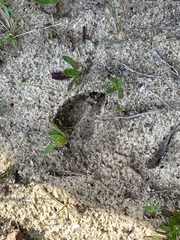 Raphicerus melanotis