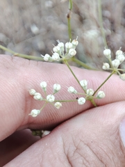Pimpinella villosa