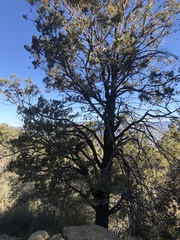 Cupressus nevadensis