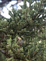 Cupressus nevadensis