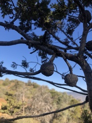 Cupressus nevadensis