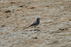Motacilla alba