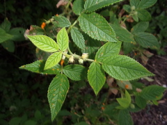 Phragmidium tuberculatum