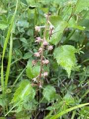 Pyrola rotundifolia