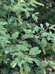 Phytolacca americana