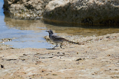Motacilla alba