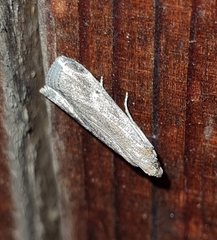 Euzophera cinerosella