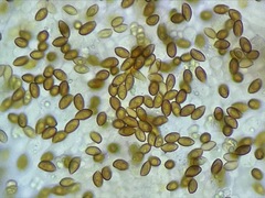 Galerina castaneipes