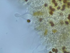 Galerina castaneipes