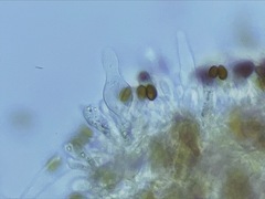 Galerina castaneipes