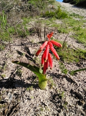 Lachenalia bulbifera