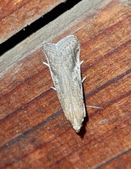 Euzophera cinerosella