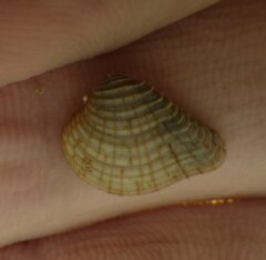 Anomalocardia cuneimeris