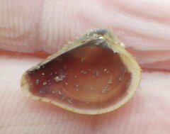 Anomalocardia cuneimeris