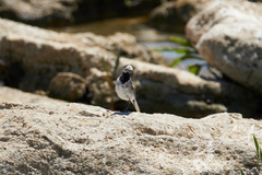 Motacilla alba