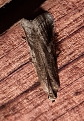 Euzophera cinerosella