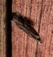 Euzophera cinerosella