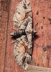 Eupithecia sinuosaria