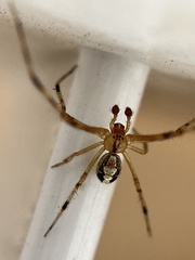 Theridion neomexicanum