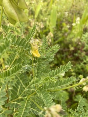 Astragalus penduliflorus
