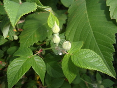 Phragmidium tuberculatum