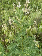Astragalus penduliflorus
