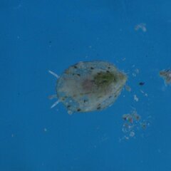 Crepidula ustulatulina