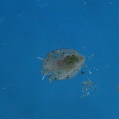 Crepidula ustulatulina