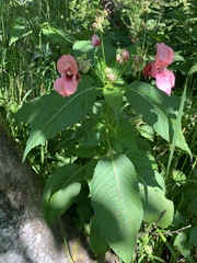 Impatiens glandulifera