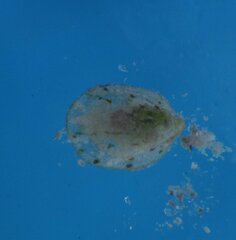 Crepidula ustulatulina