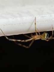 Theridion neomexicanum