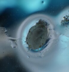 Crepidula ustulatulina