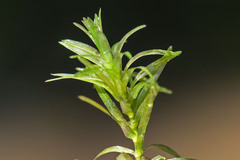 Elodea nuttallii
