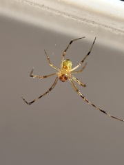 Theridion neomexicanum